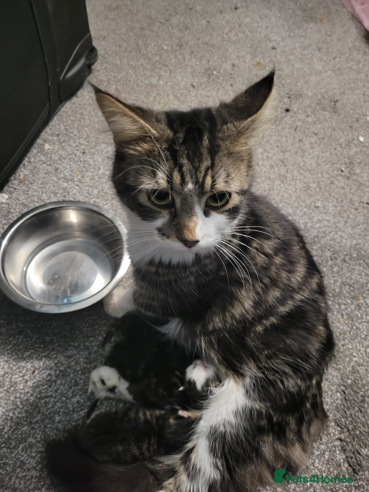 Mixed Breed cats Part maincoon part Persian kittens  - Advert 6