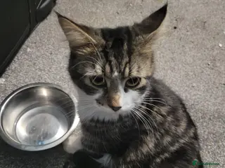 Mixed Breed cats Part maincoon part Persian kittens - Advert 6