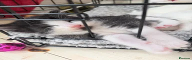 Turkish Angora Kitten 3