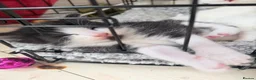 Turkish Angora cats for sale: Turkish Angora Kittens - Advert 6