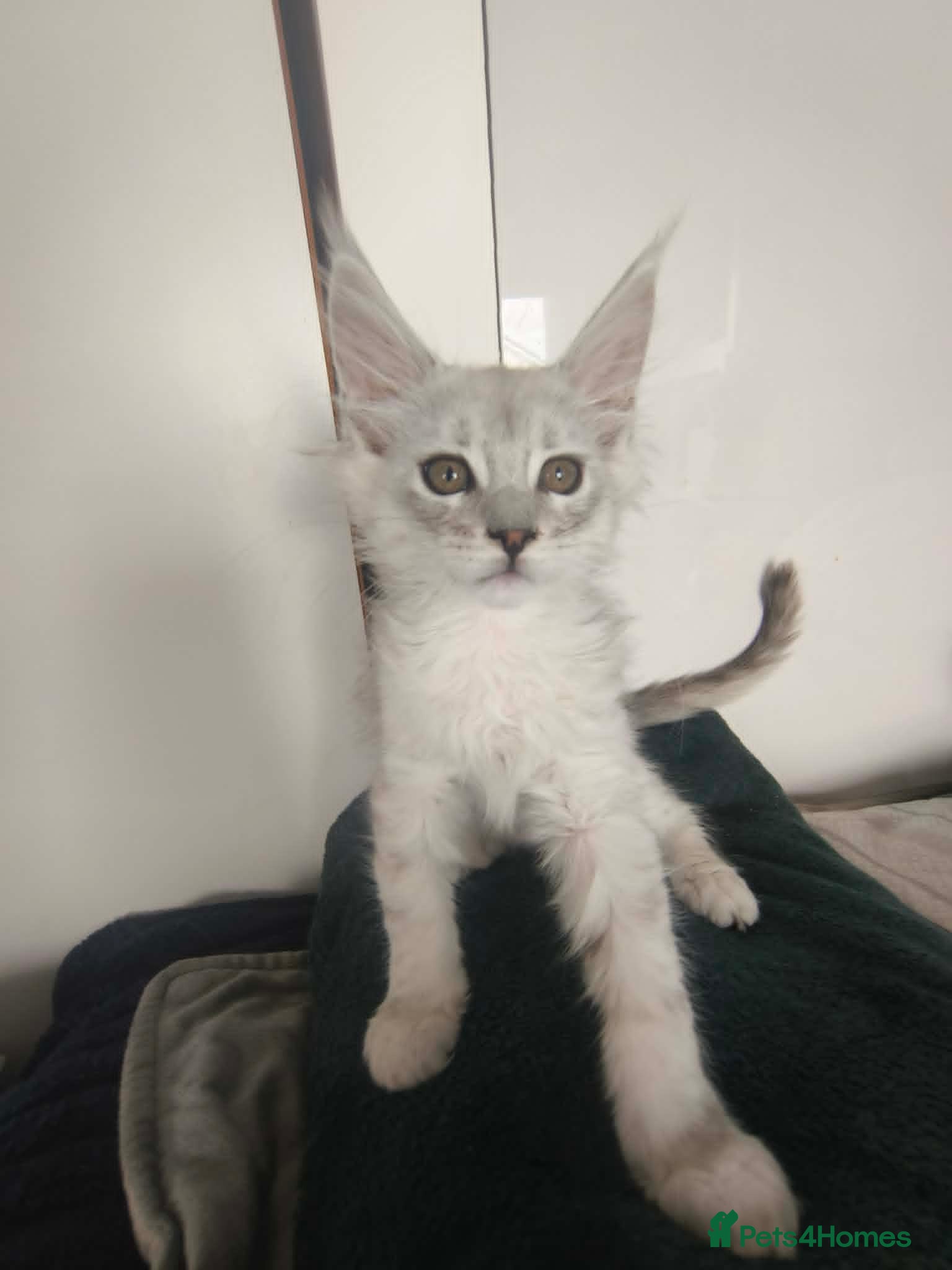 Maine Coon cats ready now  STUNNING TICA MAINE COON KITTENS - Advert 1