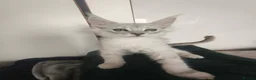 Maine Coon cats for sale: ✨ STUNNING TICA REGISTERED MAINE COON KITTENS ✨ in Livingston - Advert 12
