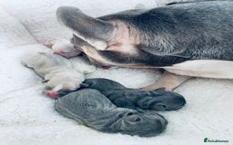 French Bulldog dogs for sale: Top Quality French Bulldog Puppies - Image 4