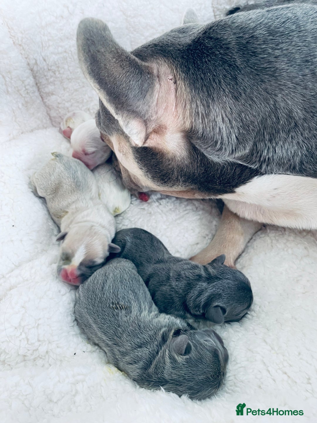 French Bulldog dogs for sale: Top Quality French Bulldog Puppies - Image 4