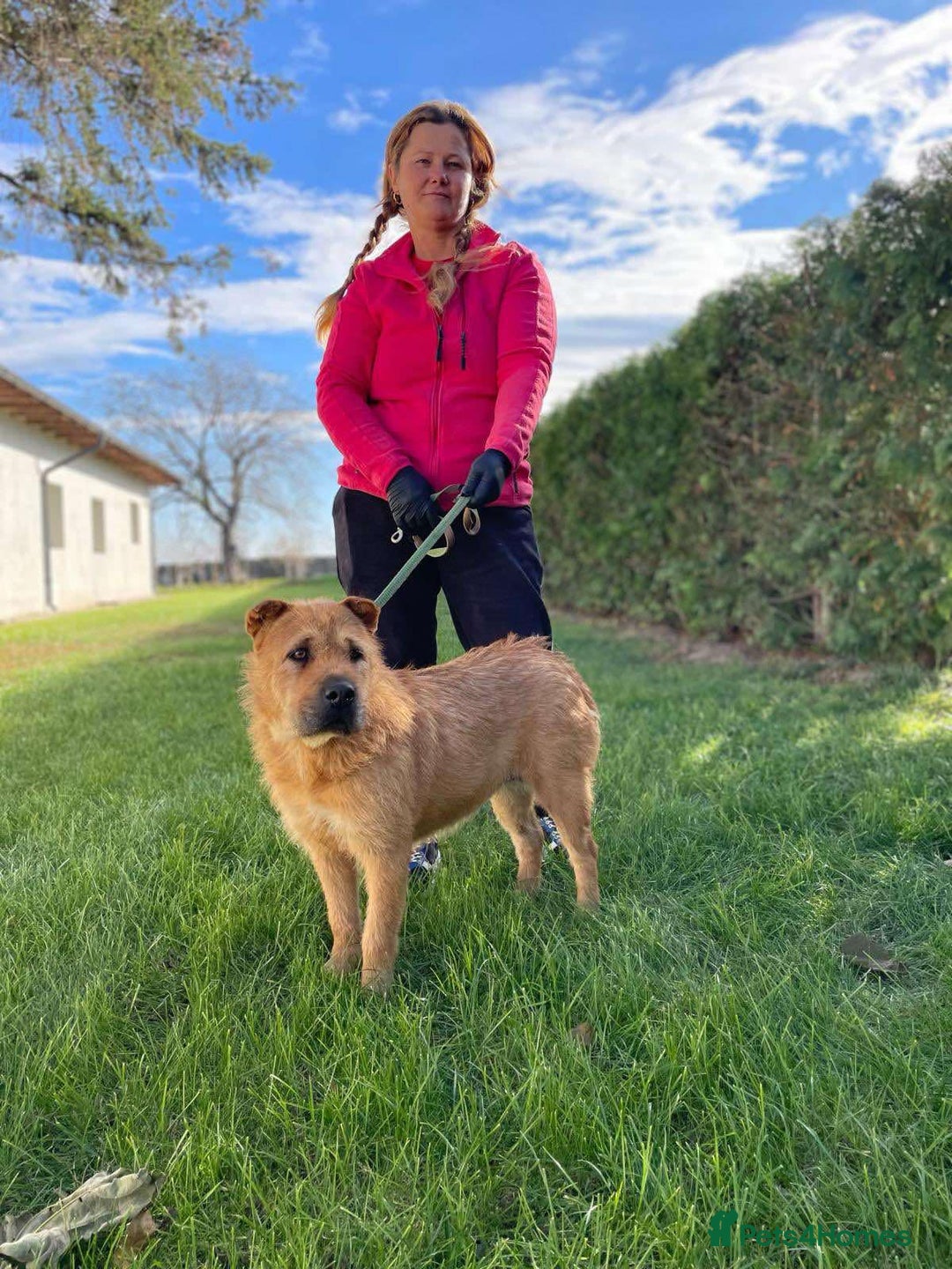 Mixed Breed dogs for adoption: 🐾💔 Two souls urgently in need for home 💔🐾 - Advert 2