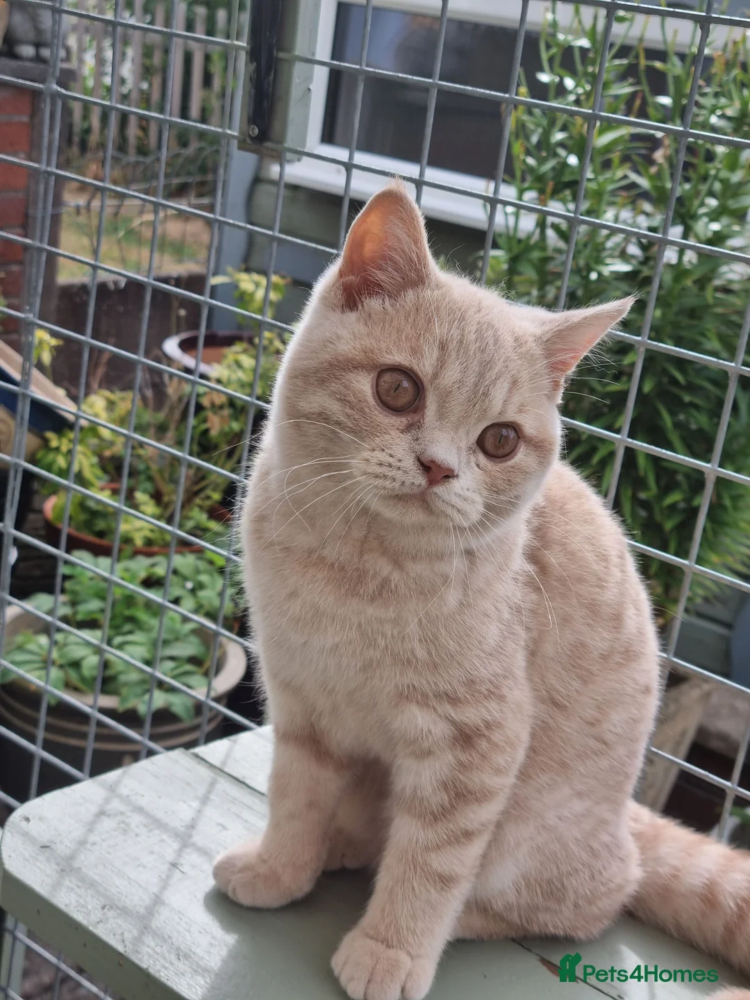 British Shorthair cats for sale: Cream colour British shorthair  in Newport - Advert 2