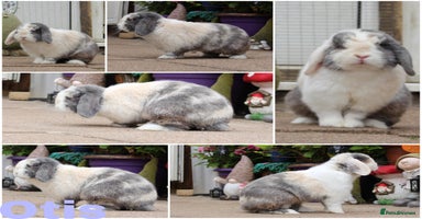 Mini Lop rabbits - Advert 5