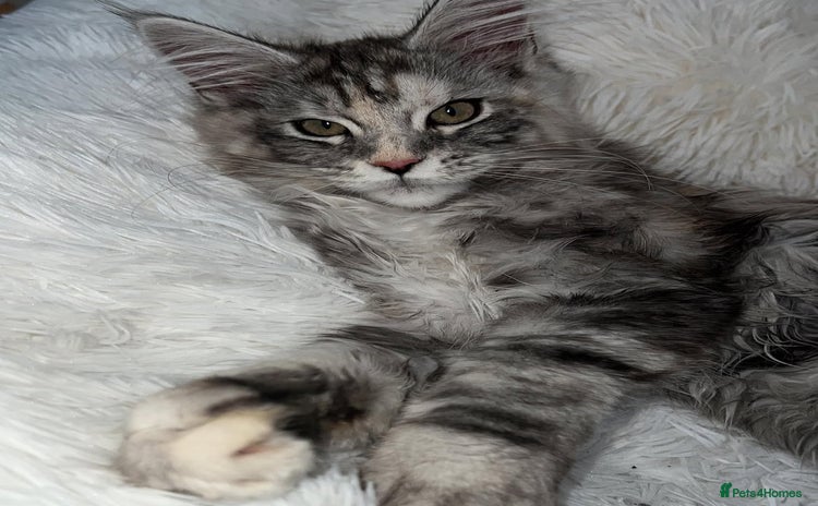 Maine Coon cats - Advert 14