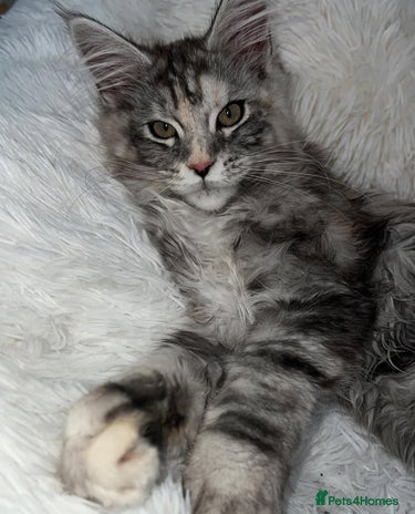 Maine Coon cats - Advert 16