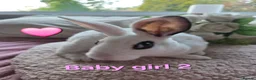 Mini Lop rabbits for sale: I have baby mini lops and mini rex available  - Advert 16