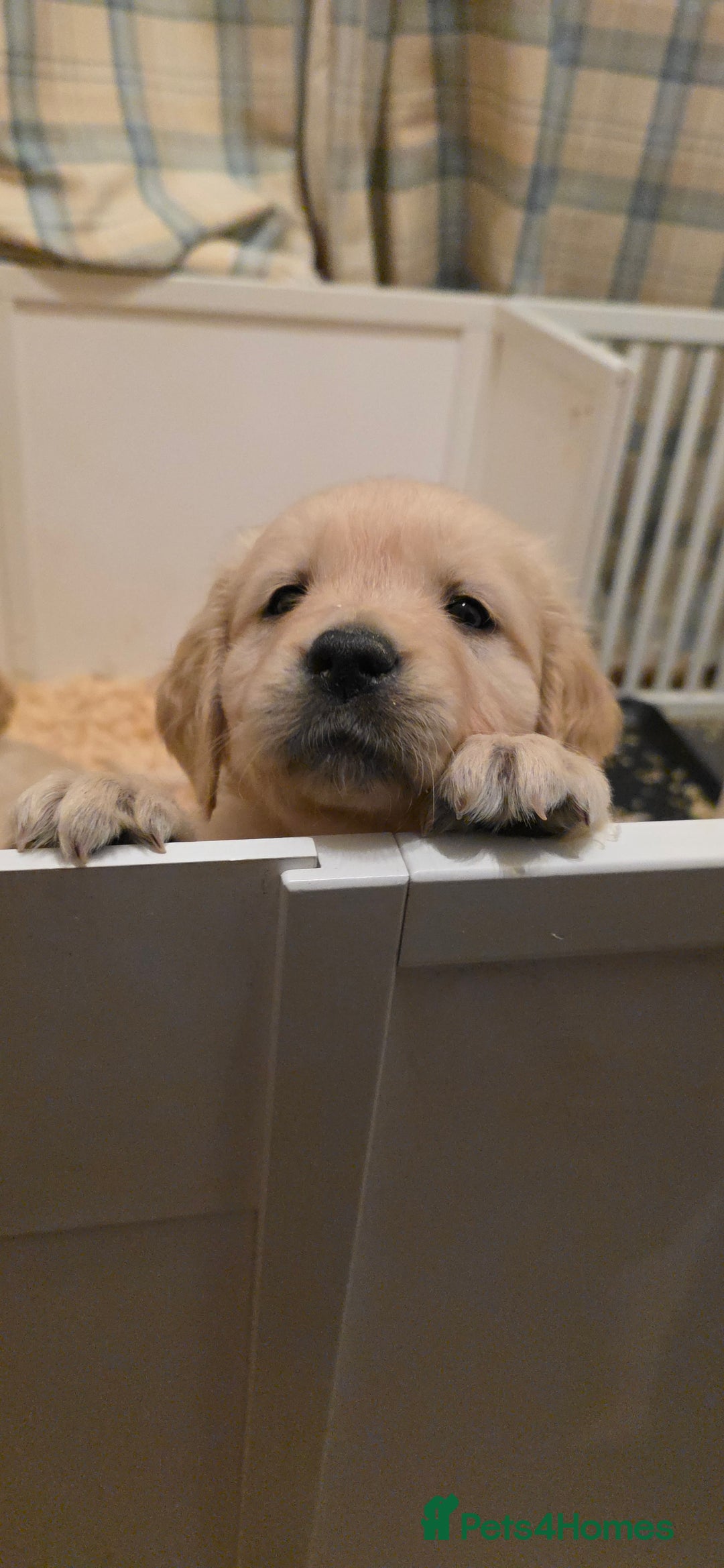 Golden Retriever dogs for sale: RKC reg Golden Retriever puppies - Advert 6