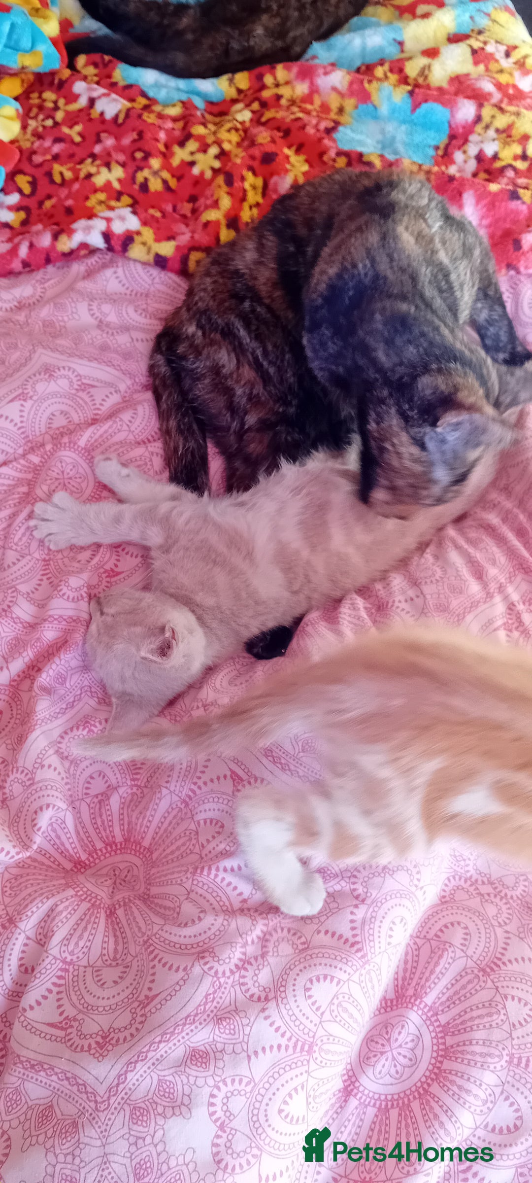 Mixed Breed cats for sale: Ginger kitten! - Advert 2