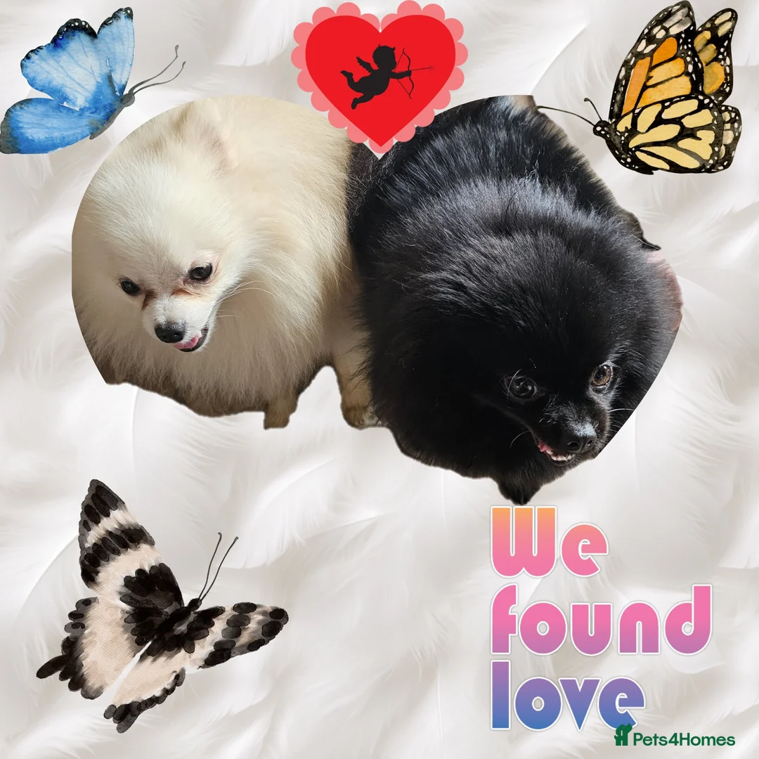 Pomeranian dogs for stud: White russian line kc reg pom  in Bedford - Advert 14