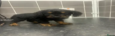 Cockapoo 1