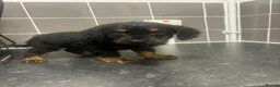 Cockapoo dogs for sale: Adorable cockapoo puppies  in Croydon - Advert 6