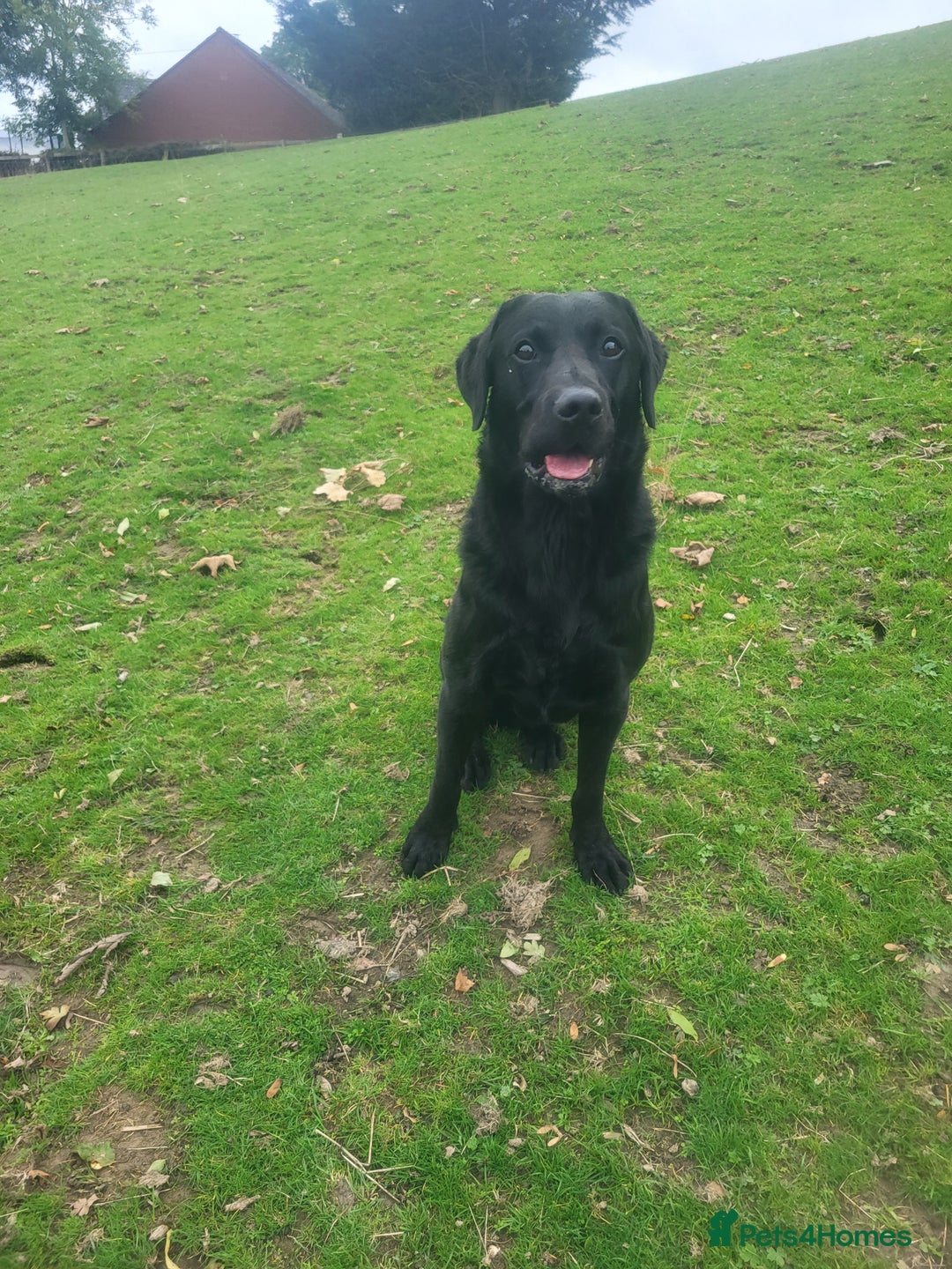 Labrador Retriever dogs for sale: Health tested black labrador male  - Image 2