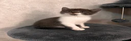Mixed Breed cats for sale: Kittens Looking for Their Forever Homes🏡❤️ - Advert 8