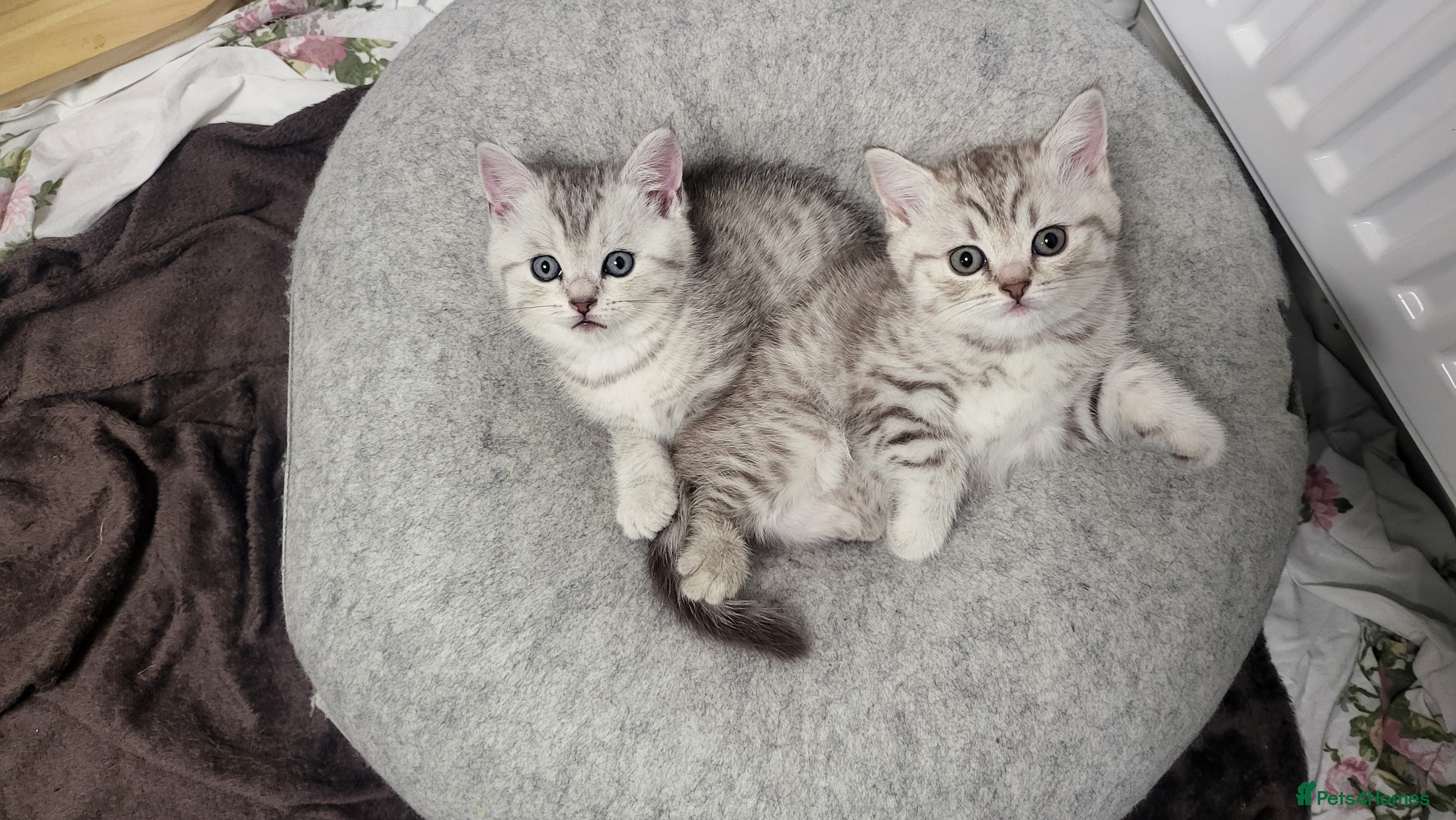 Scottish Fold cats Adorable Scottish fold kittens - Advert 1