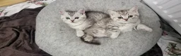 Scottish Fold cats for sale: Adorable Scottish fold kittens - Advert 1