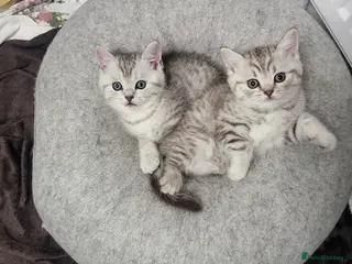 Scottish Fold cats Adorable Scottish fold kittens - Advert 1