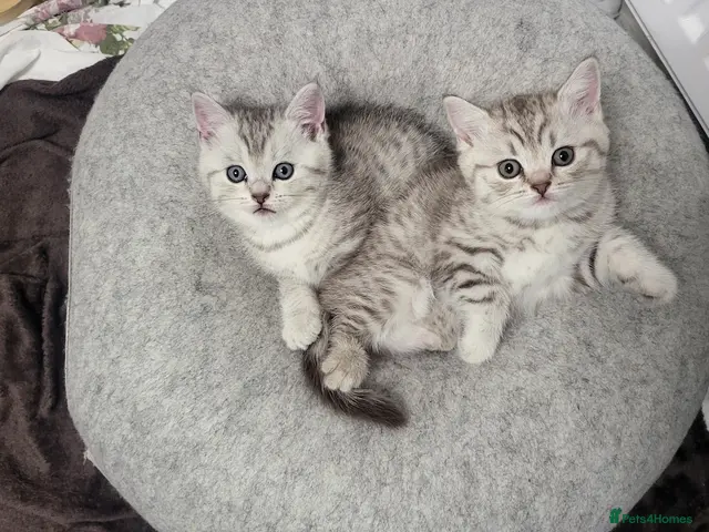 Scottish Fold cats Adorable Scottish strsight kittens - Advert 5