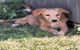 Mixed Breed dogs for adoption: Fanta for adoption - Image 2