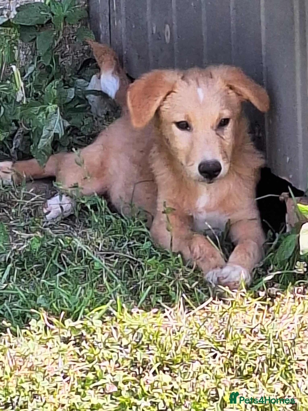 Mixed Breed dogs for adoption: Fanta for adoption - Image 2