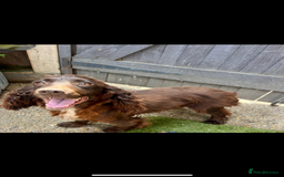 Cocker Spaniel dogs for sale: Female spaniel 🩷 - Image 1
