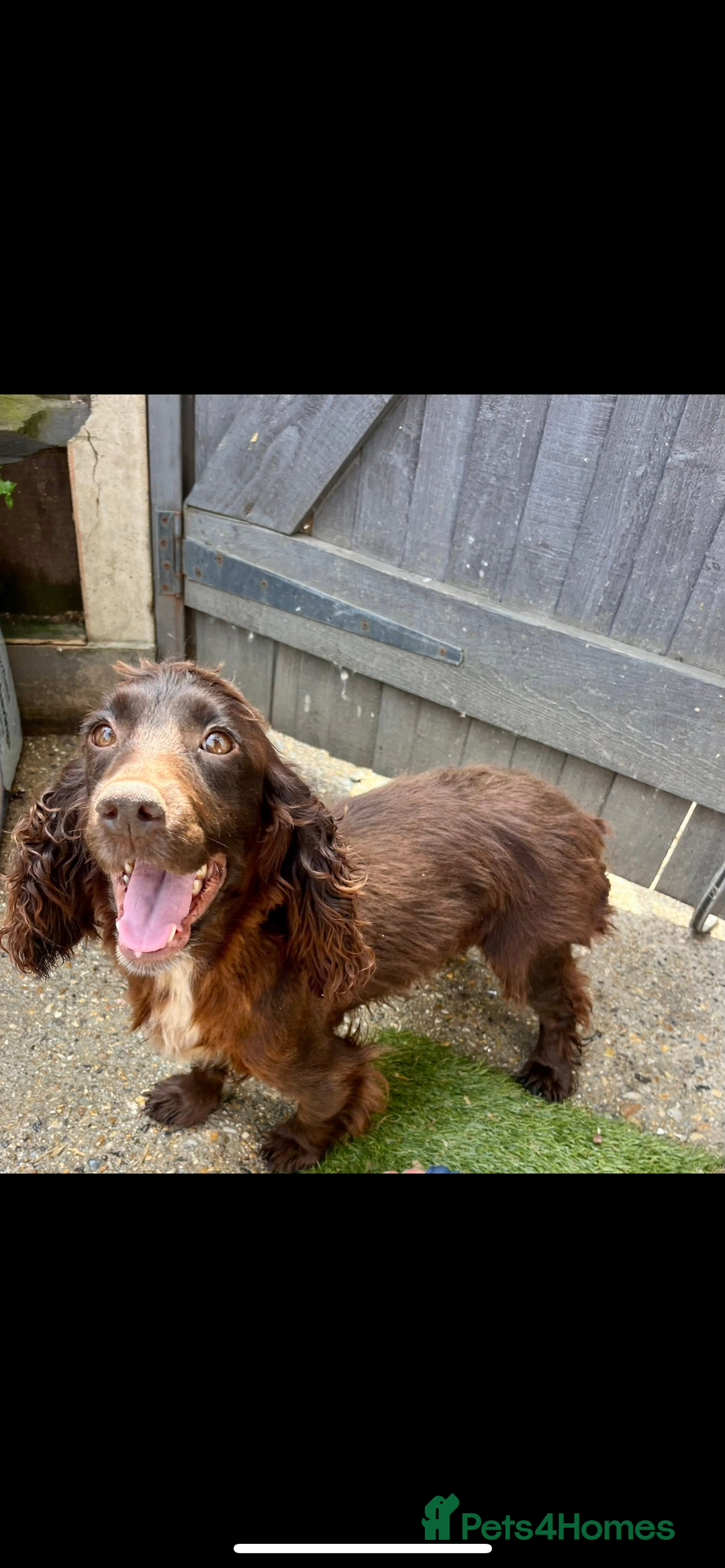 Cocker Spaniel dogs for sale: Female spaniel 🩷 - Image 1