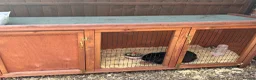 English Lop rabbits for sale: Beautiful female black rabbit  - Advert 5