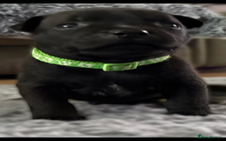 Staffordshire Bull Terrier dogs for sale: Paws Above The Rest  - Image 14