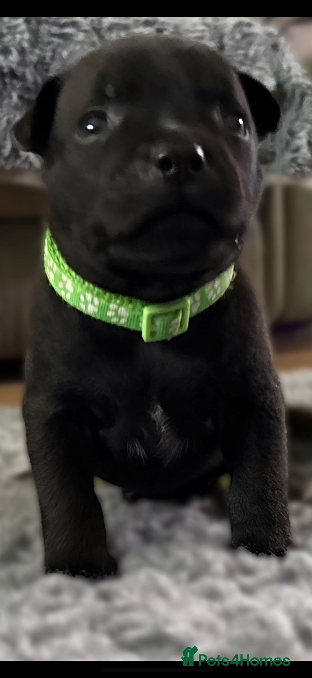 Staffordshire Bull Terrier dogs for sale: Paws Above The Rest  - Image 14