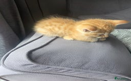 Mixed Breed cats for sale: 3 male gingers - Image 5