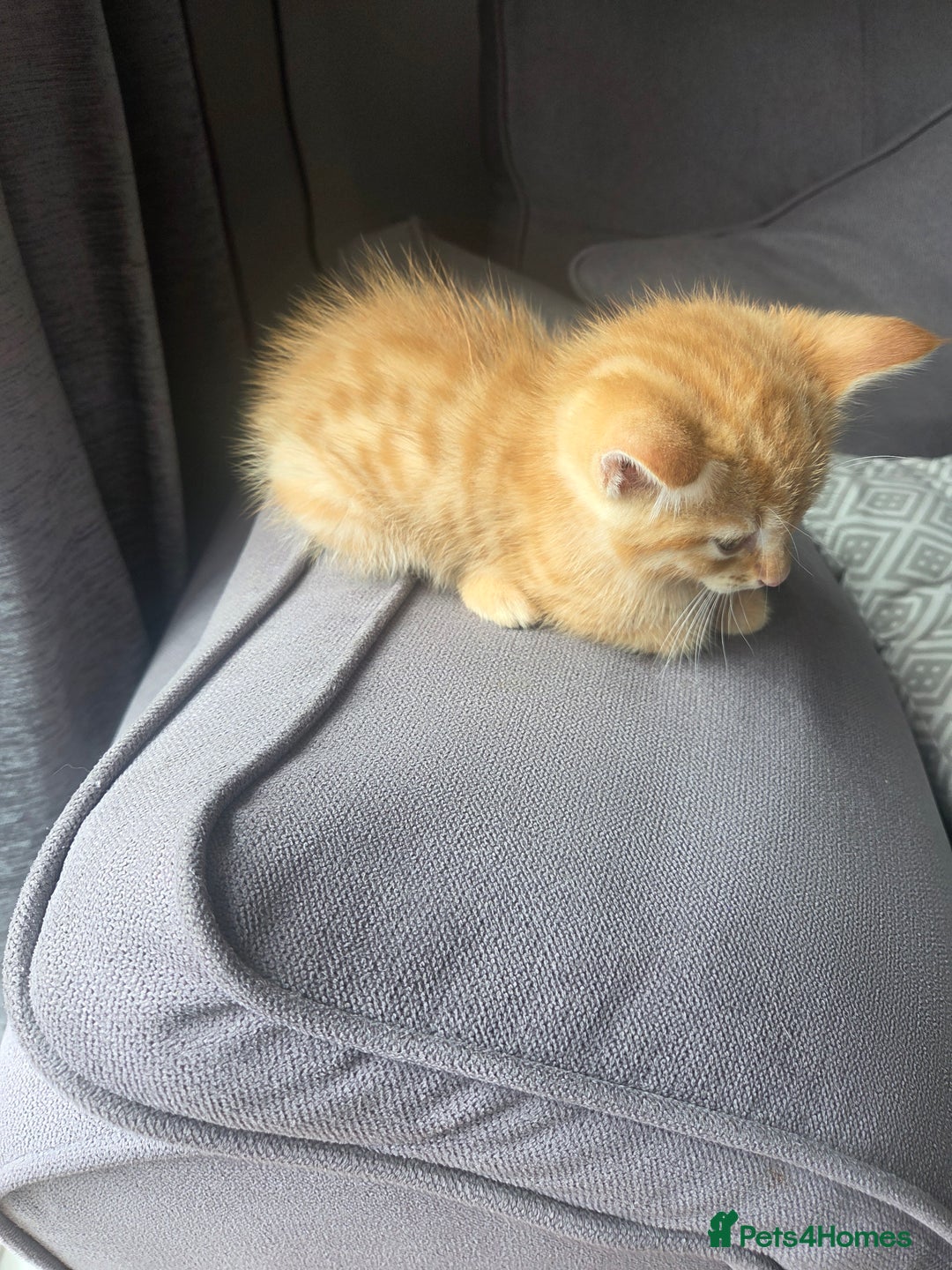 Mixed Breed cats for sale: 3 male gingers - Image 5