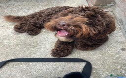 Cockapoo dogs for stud: Cockapoo for stud F2 chocolate proven  - Image 6