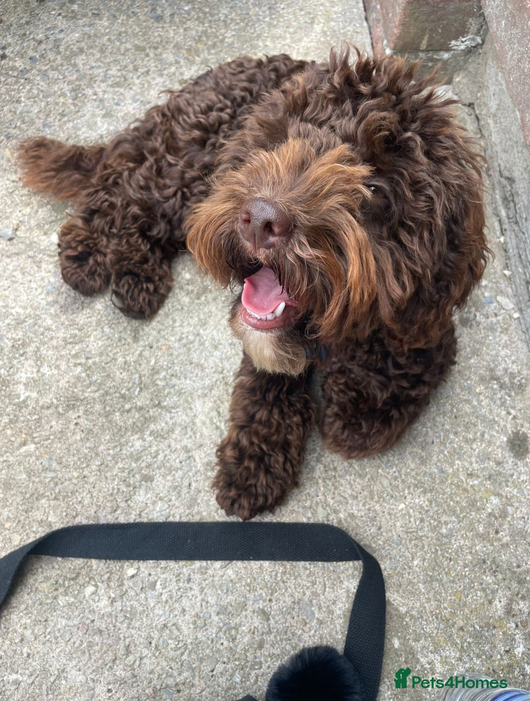 Cockapoo dogs for stud: Cockapoo for stud F2 chocolate proven  - Image 6