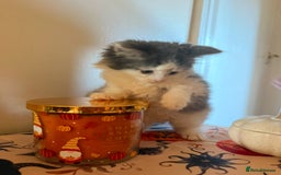 Domestic Shorthair cats for sale: 3 beautiful kittens ready for their new homes  - Image 5