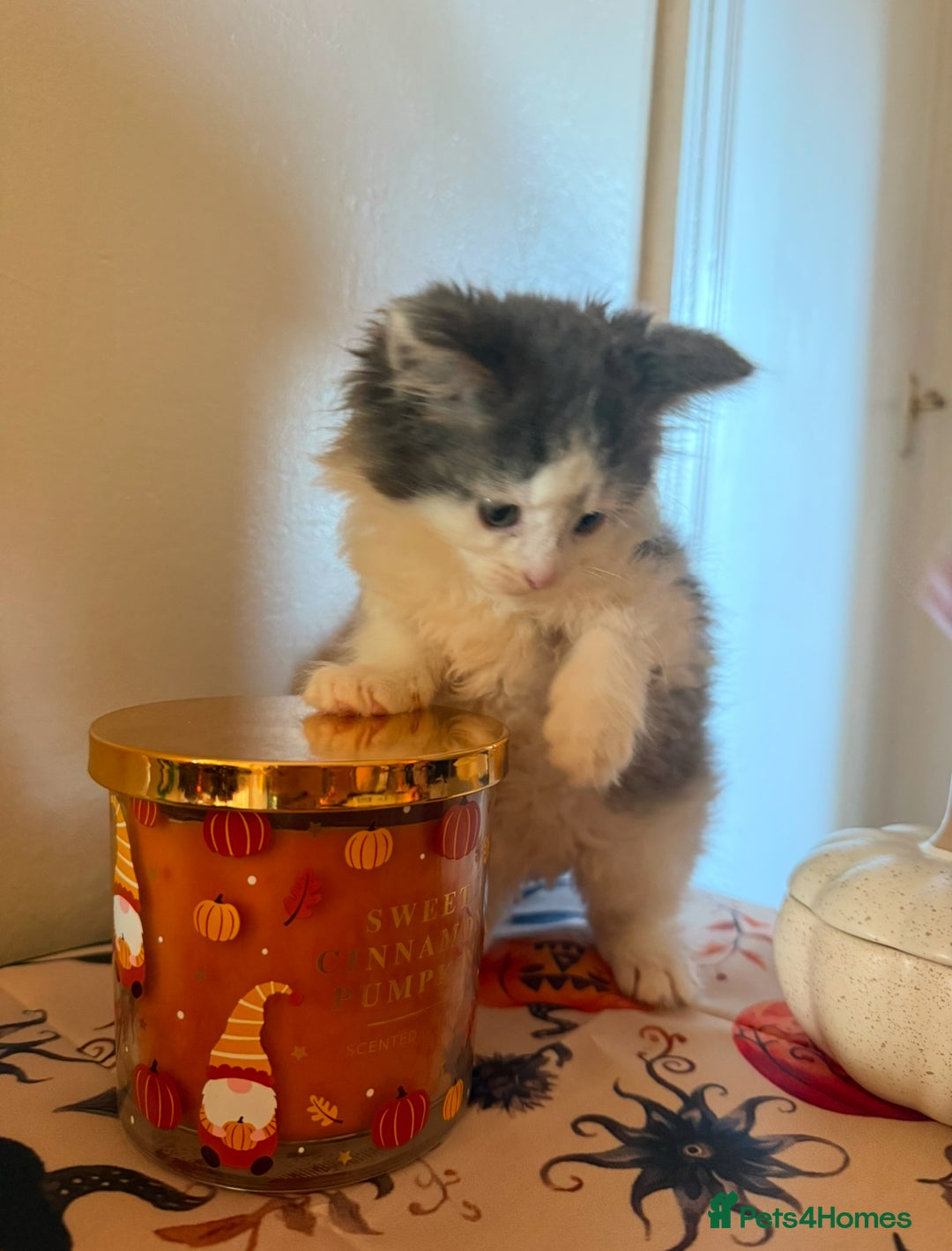 Domestic Shorthair cats for sale: 3 beautiful kittens ready for their new homes  - Image 5