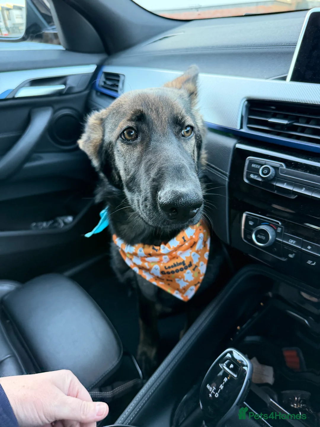 German Shepherd dogs for sale: Beautiful female German Shepherd 8 months old  - Advert 1