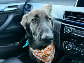 German Shepherd dogs Beautiful female German Shepherd 8 months old - Advert 14