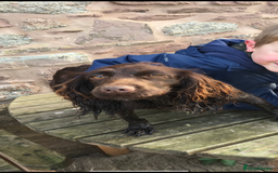 Cocker Spaniel dogs for sale: 2 Gorgeous Chocolate Cocker Dog Pups For Sale! - Image 10