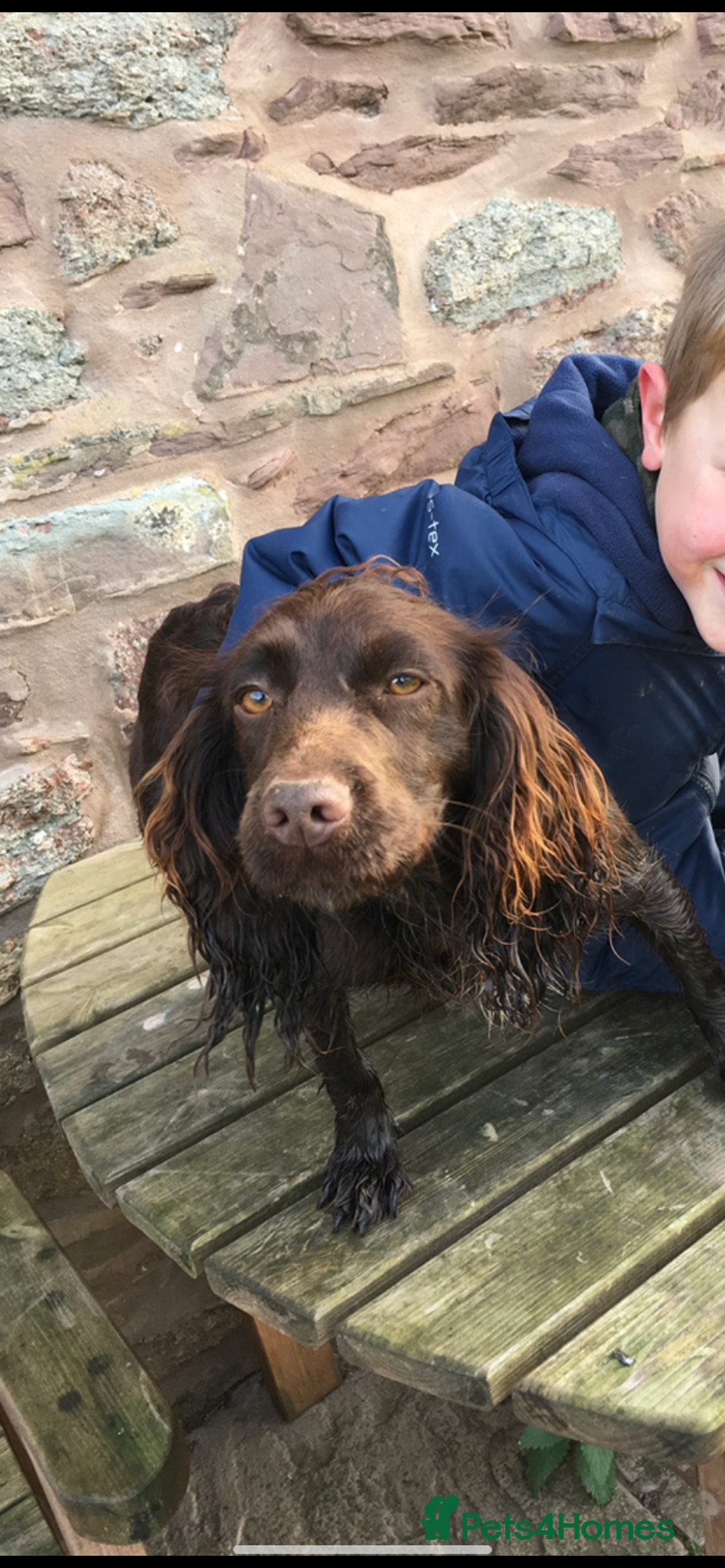 Cocker Spaniel dogs for sale: 2 Gorgeous Chocolate Cocker Dog Pups For Sale! - Image 10