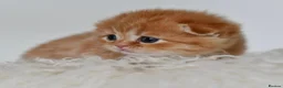 Scottish Fold cats for sale: LICENSED CATTERY PURE BREED TOP QUALITY KITTENS - Advert 3
