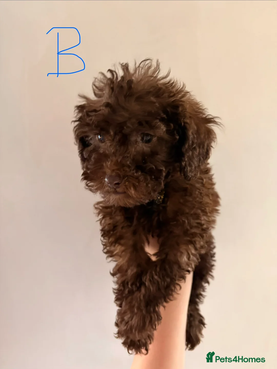 Podle Mini Miniature poodle pups ready for their forever home for sale in ...