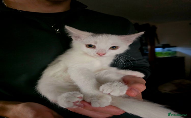 Mixed Breed cats - Advert 2