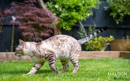 Bengal cats for sale: Majestic Blue-eyed Snow Bengal-TICA-Champion line - Image 8