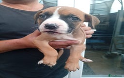 American Bulldog dogs for sale: Amercian Bulldog Pups 🐾  - Image 23