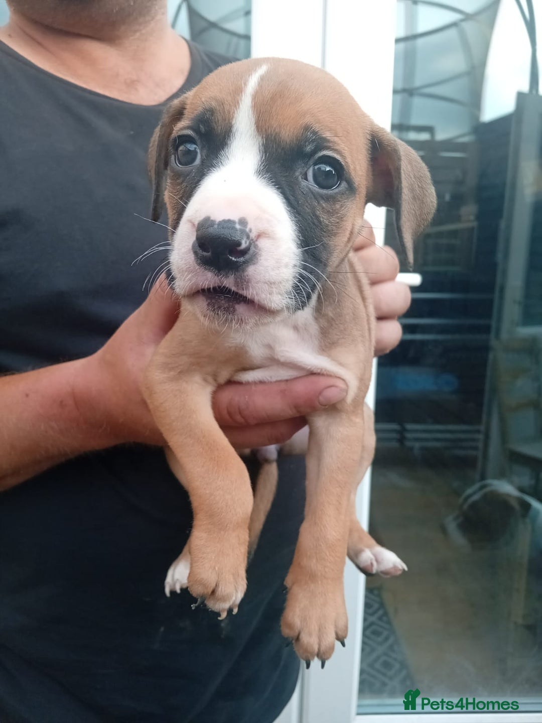 American Bulldog dogs for sale: Amercian Bulldog Pups 🐾  - Image 23