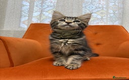 Maine Coon cats for sale: 💫Maine Coon Kittens Available- Champion Pedigree✨ - Image 2