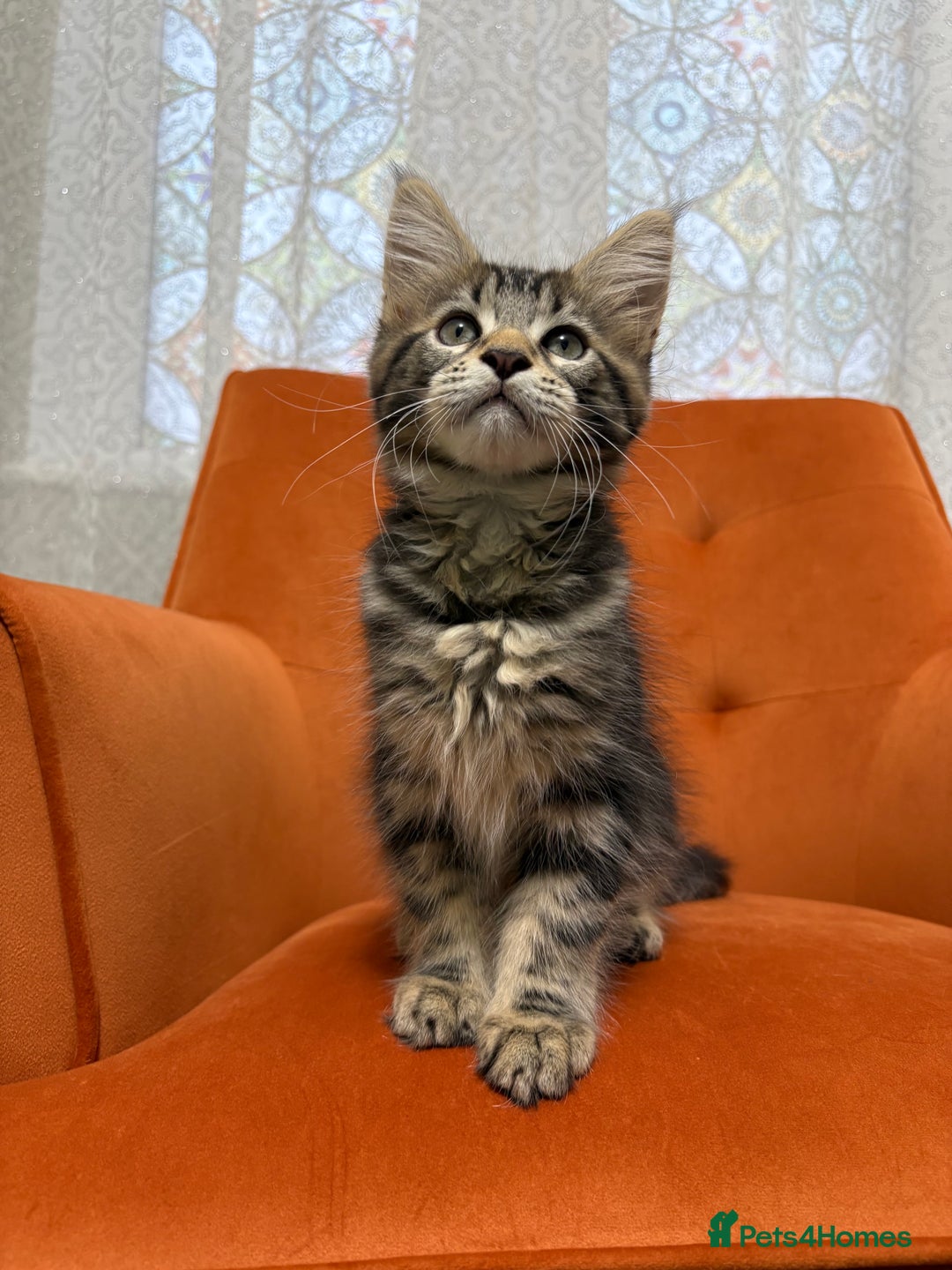 Maine Coon cats for sale: 💫Maine Coon Kittens Available- Champion Pedigree✨ - Image 2